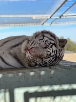 Wildlife & Sanctuary Tour at Forever Wild Exotic Animal Sanctuary