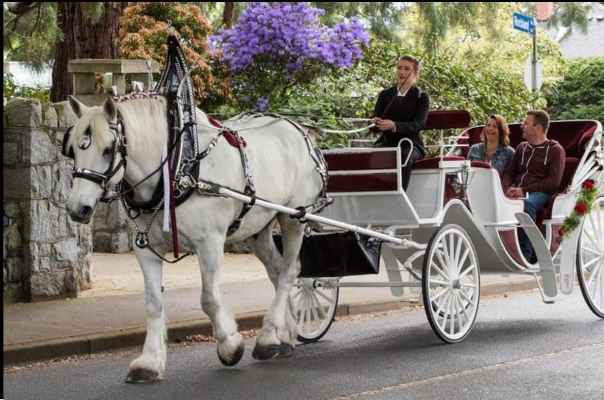 White horse-drawn carriage riding through Central Park trees
