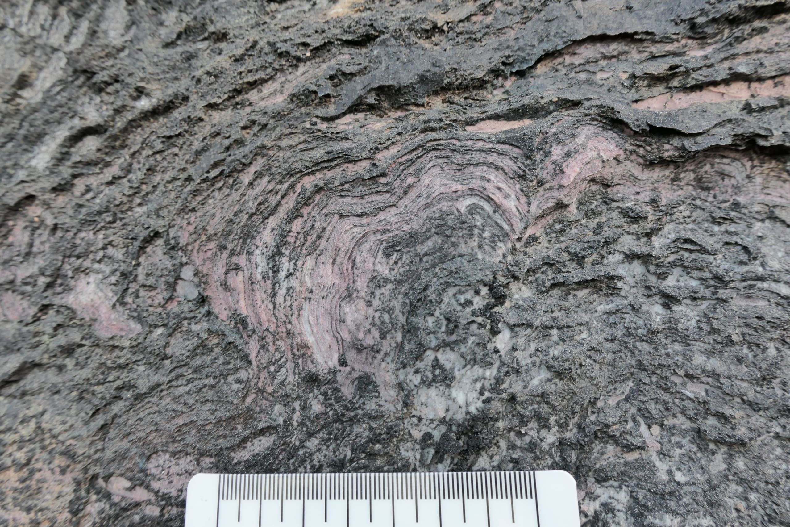 Exploring Stromatolites in Glacier National Park: A Field Course from West Glacier photo 2
