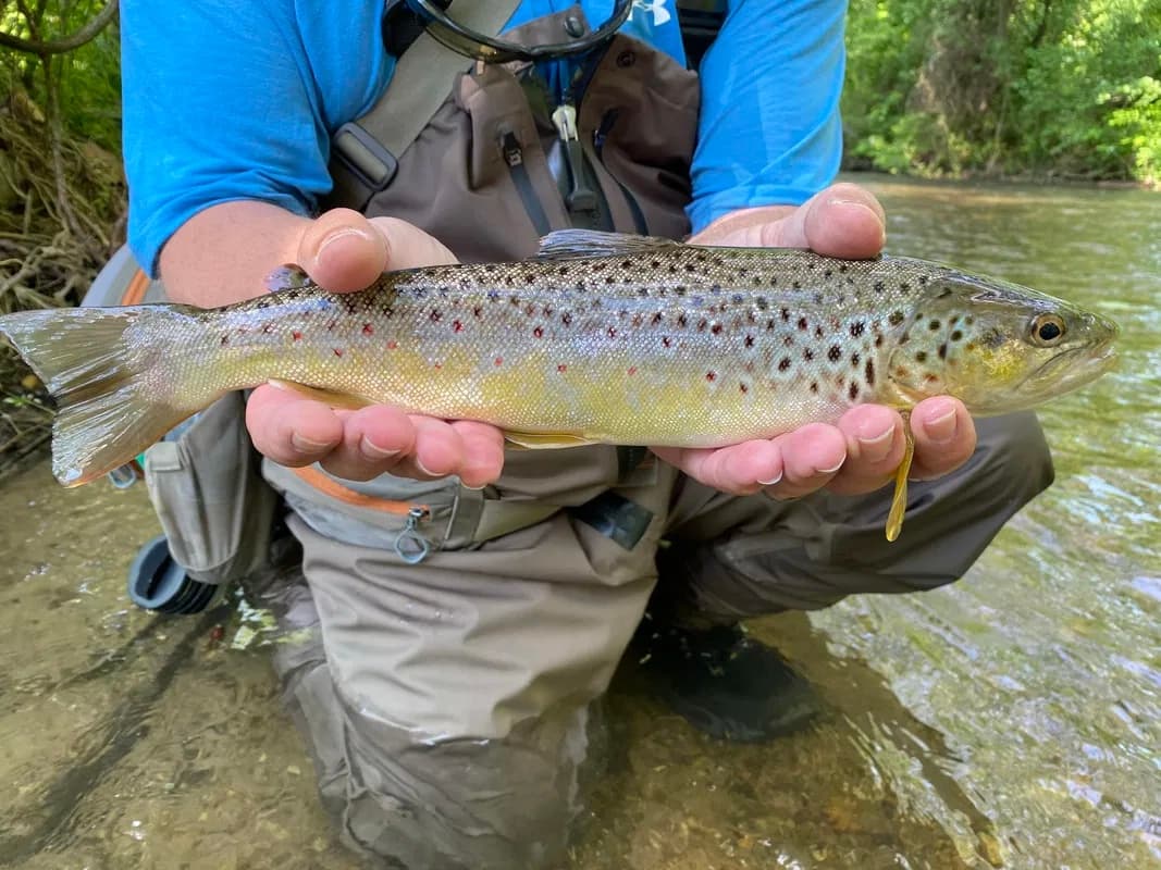 Fly Fishing in Pennsylvania with Precision Fly & Tackle