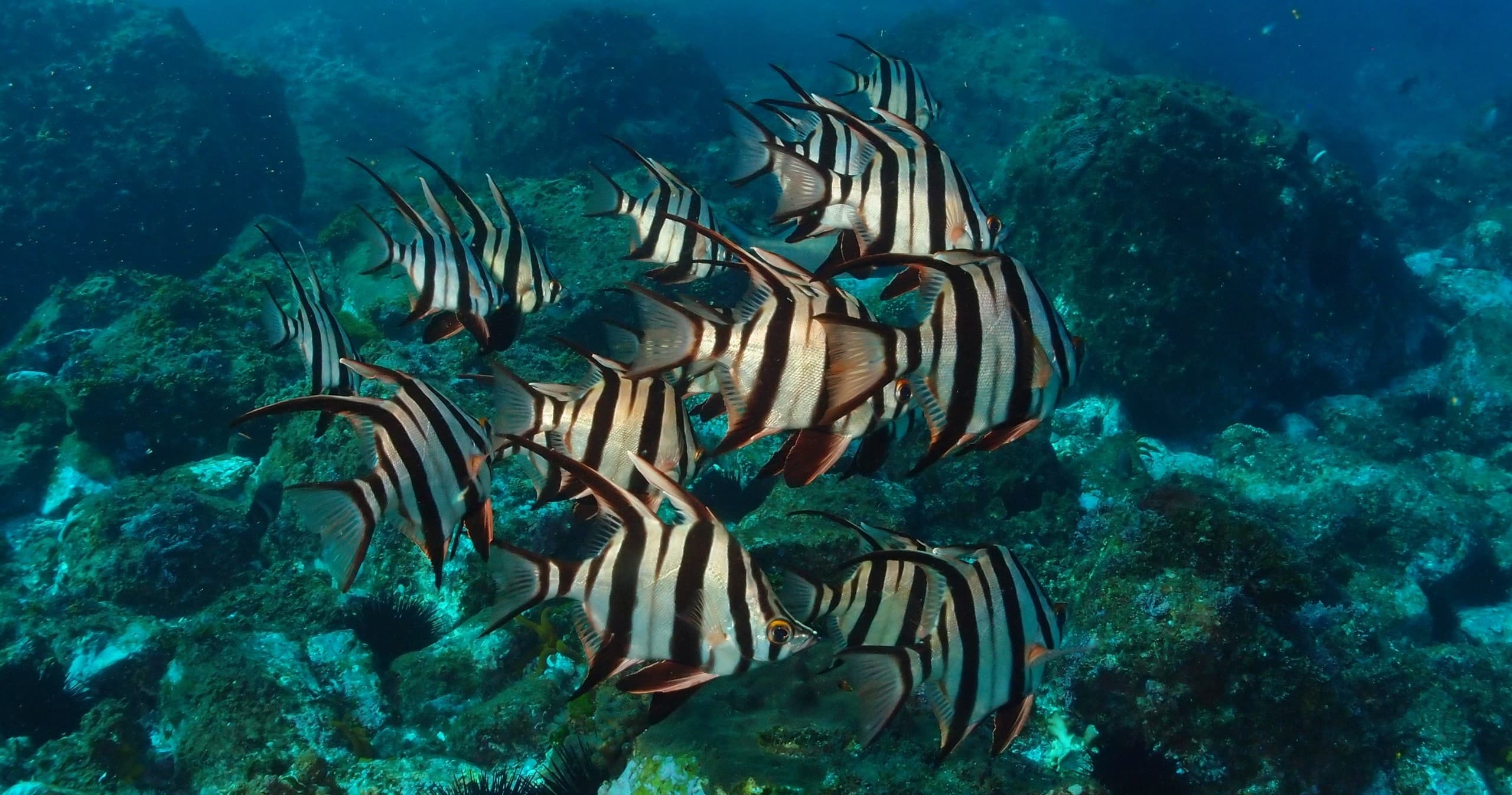 School of striped fish swimming over coral reef during tropical dive