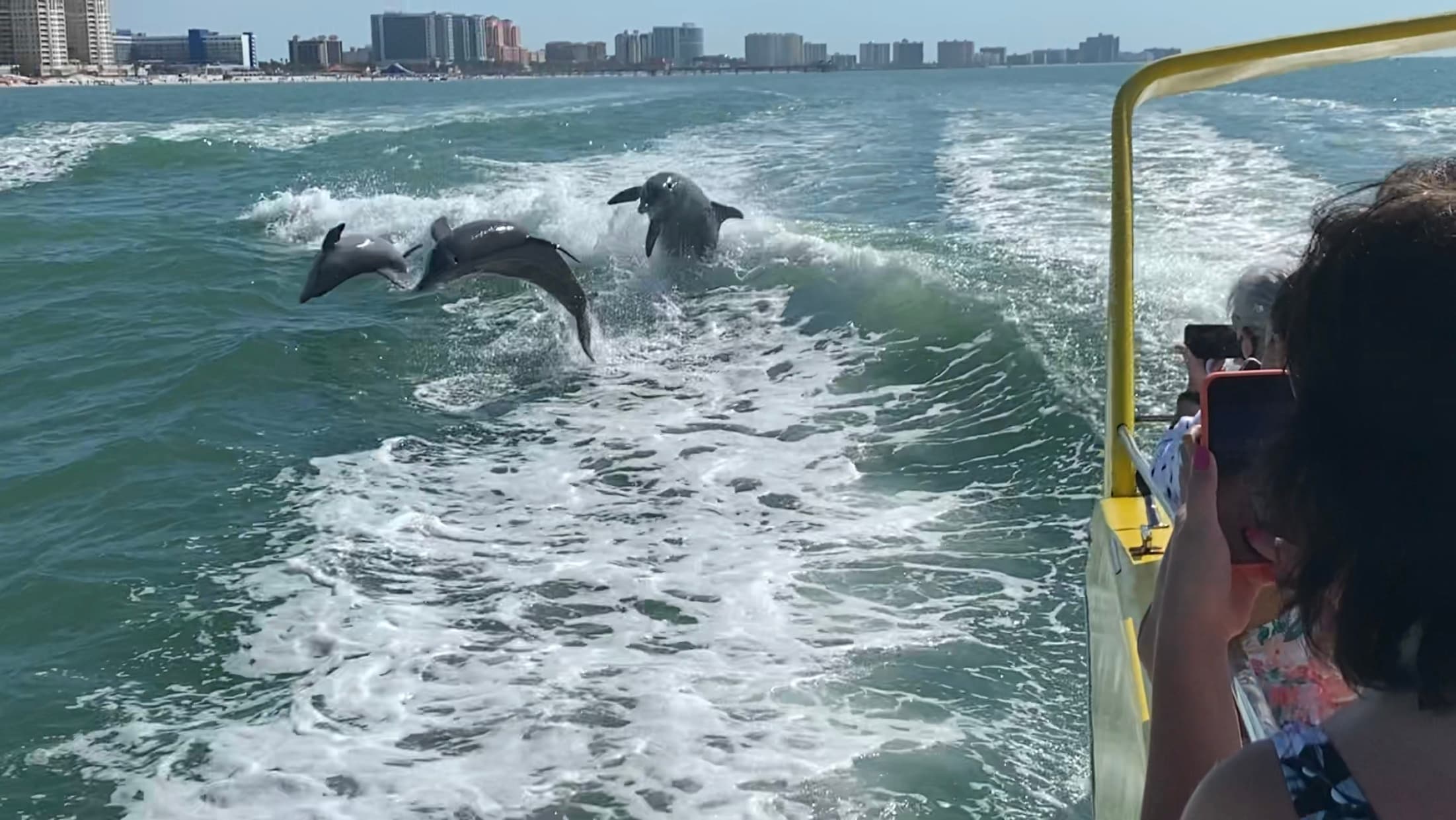 Wild dolphins leaping beside charter boat in coastal waters
