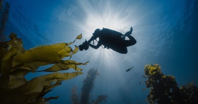 Master Buoyancy in Catalina Kelp Forests: Peak Performance Buoyancy (2 Dives)