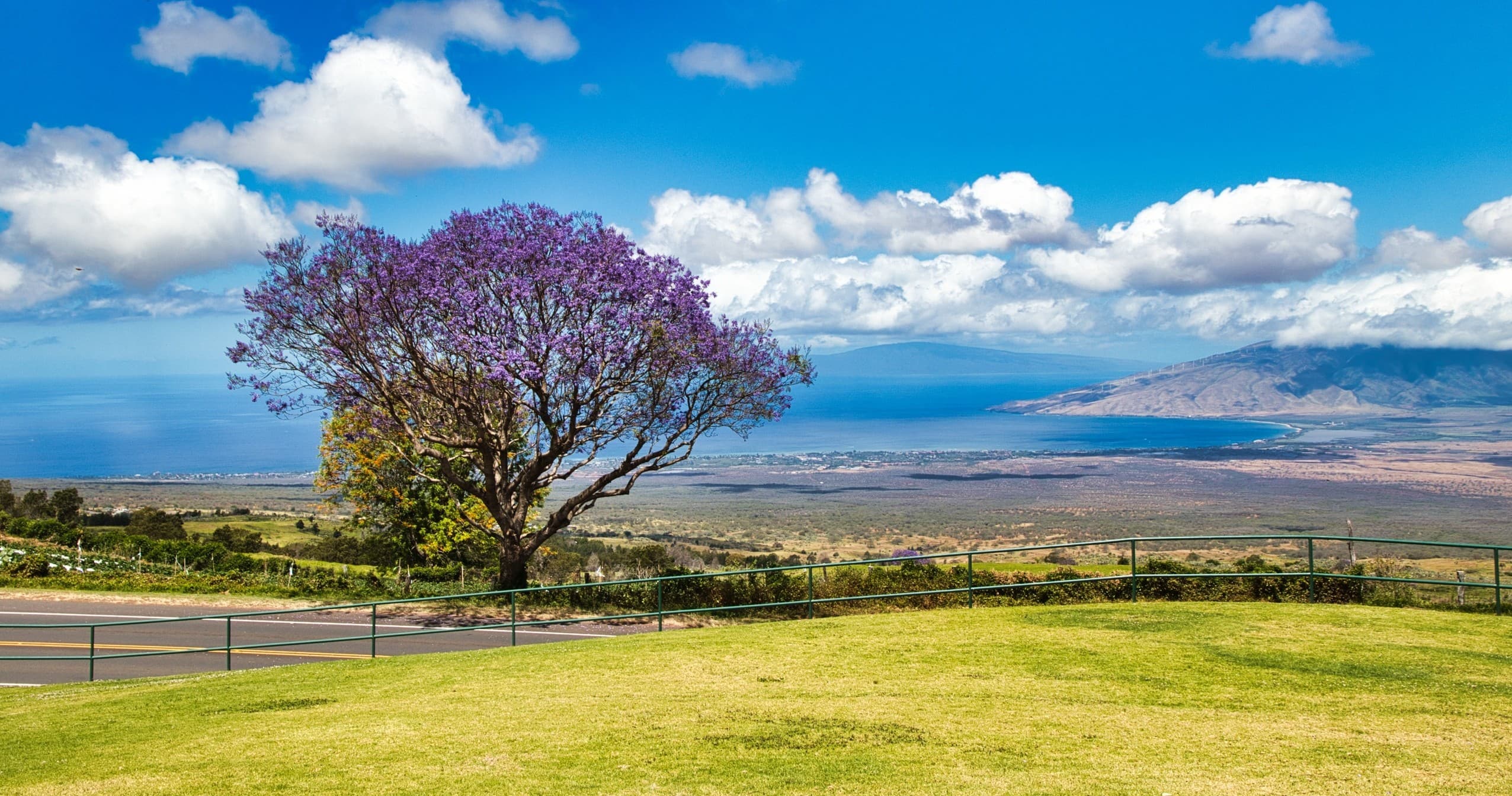 Scenic coastal view with purple flowering tree on Maui drive