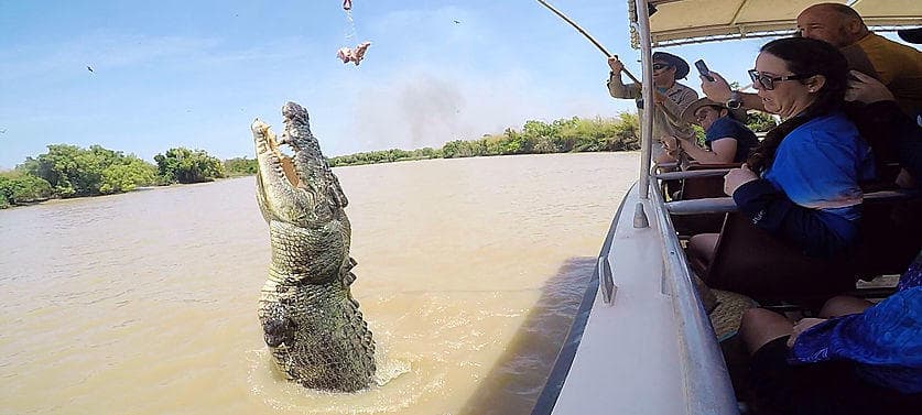 Jumping crocodile leaping beside tour boat on river cruise