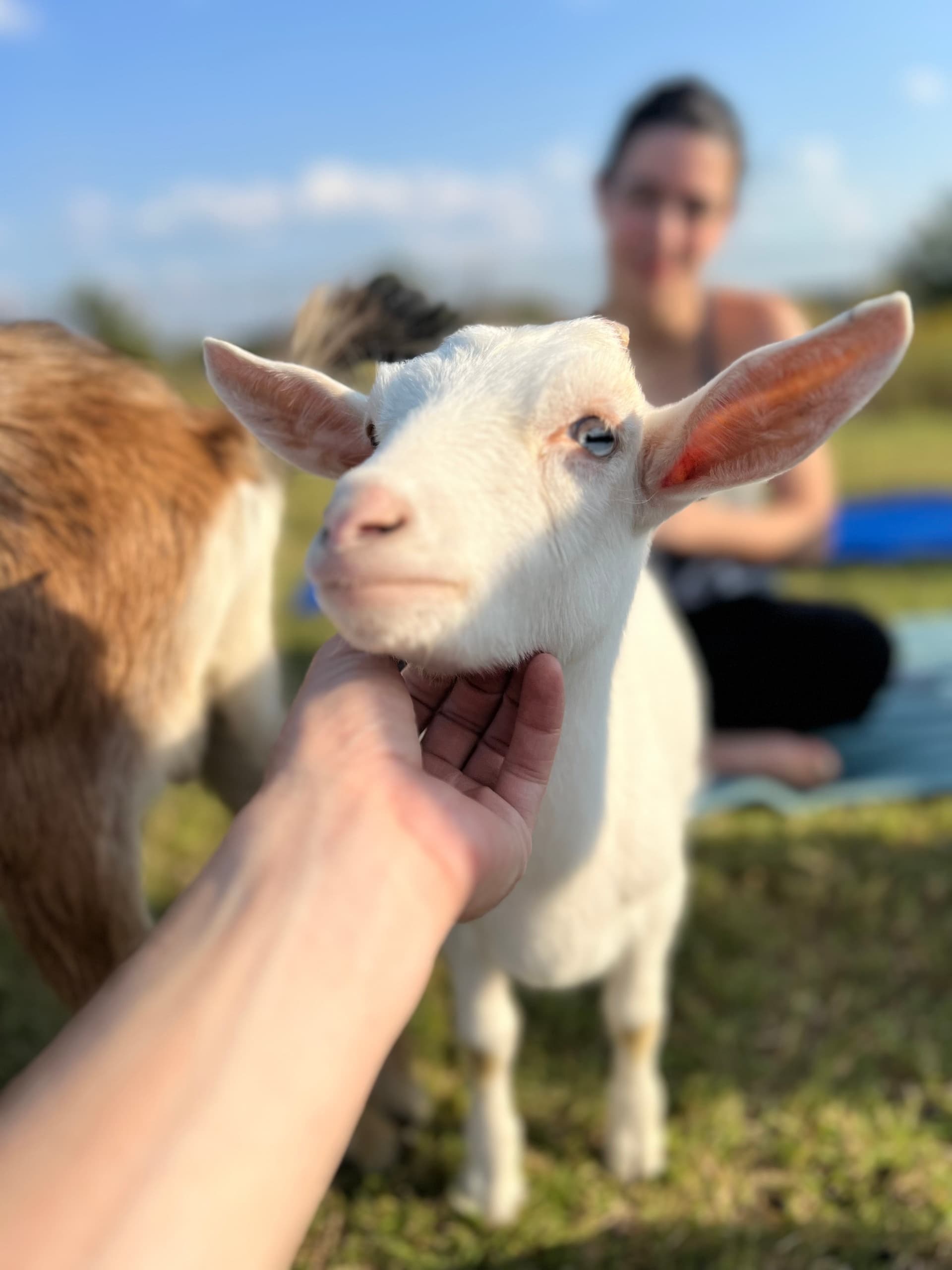 Land Adventures at Terranea Resort: Goat Yoga Fun