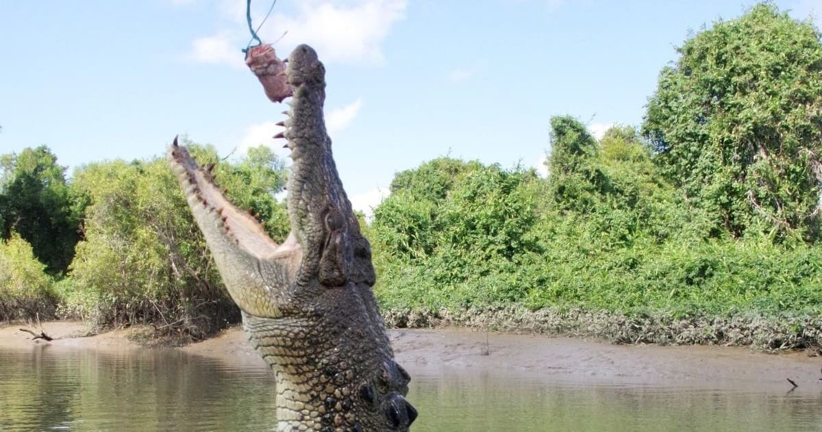 Wildlife & Water Activities: Croc Spot Tours in Adelaide River