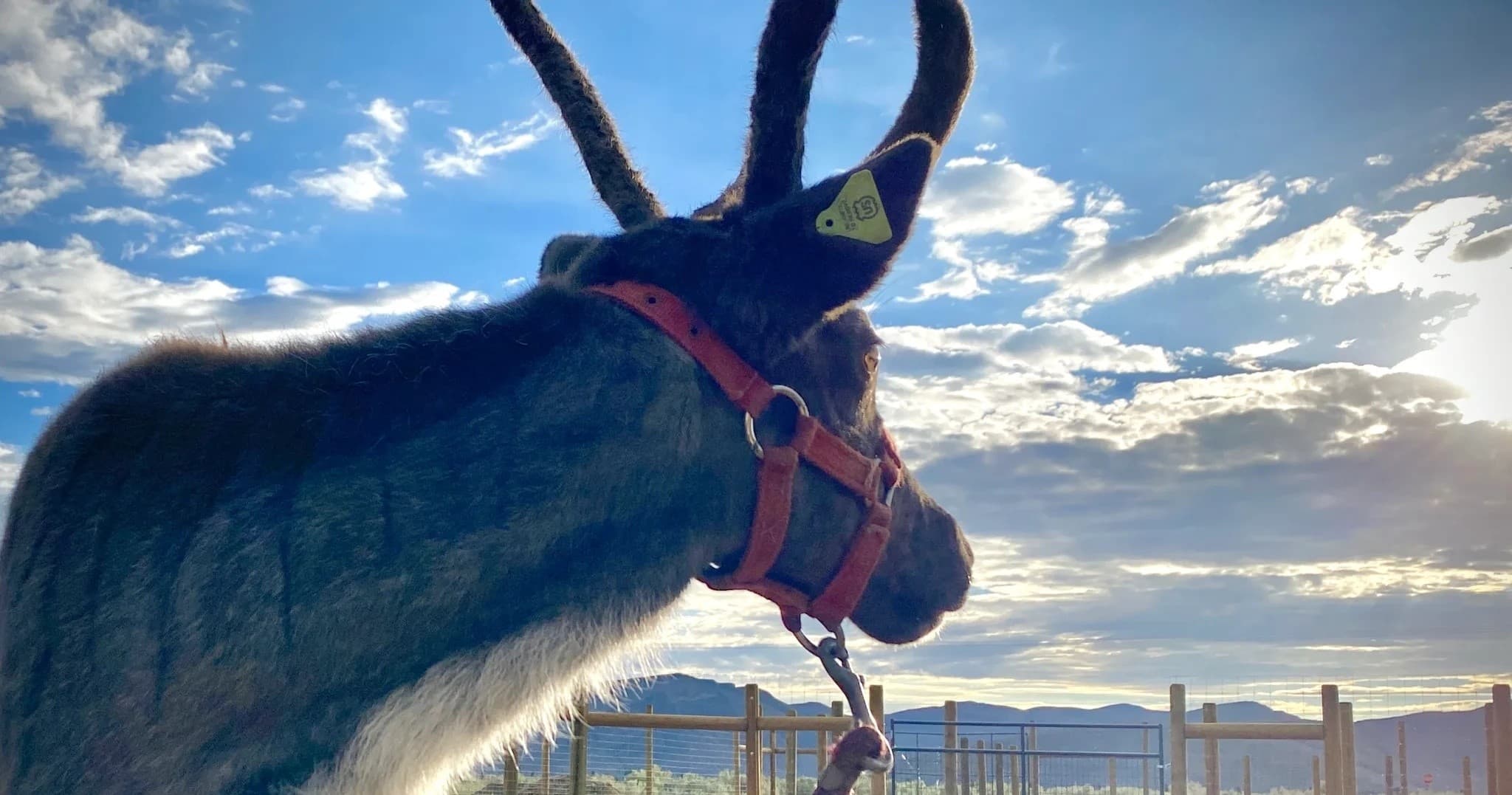 Reindeer Experience in Carey, Idaho: Meet the Magical Herd