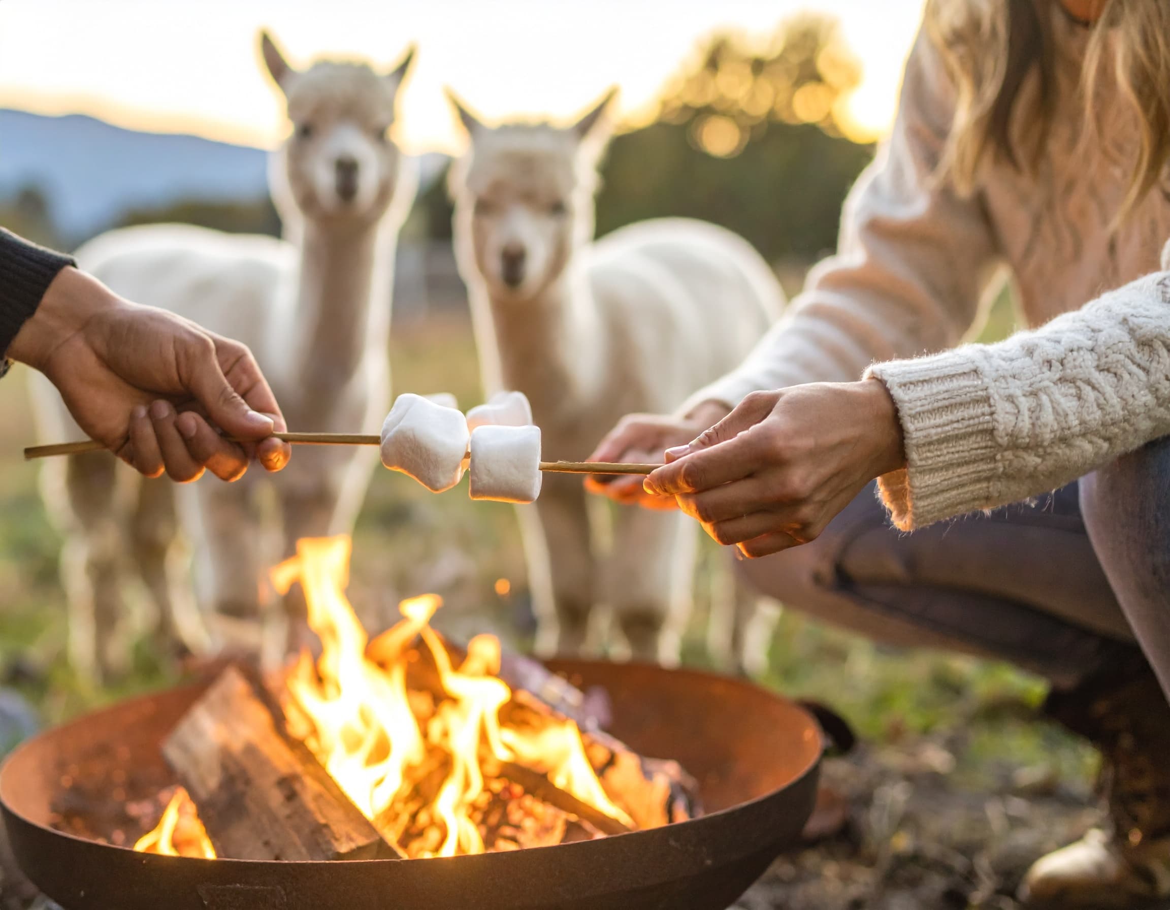 Friends roasting marshmallows by campfire with alpacas nearby