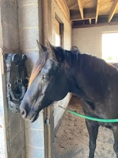 Equestrian Assessment Near Hollywood MD: One-on-One Riding Evaluation