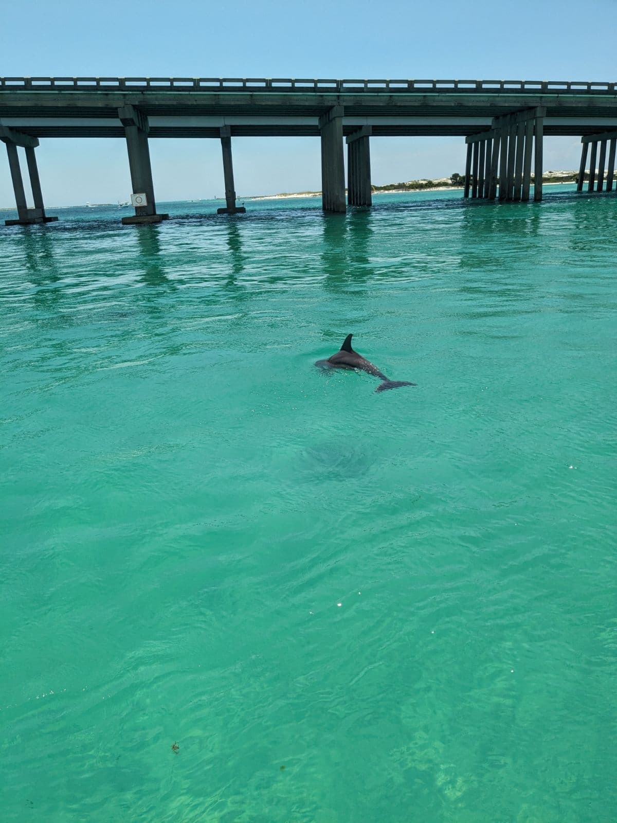 Wild dolphin swimming near bridge in clear turquoise coastal waters