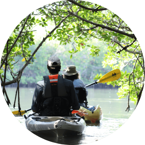 Two kayakers navigating mangrove tunnel, paddling near shore