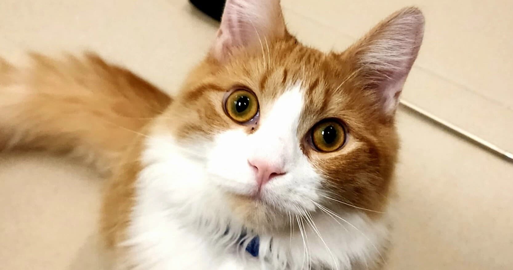 Orange and white cat gazing indoors on tile floor, close-up