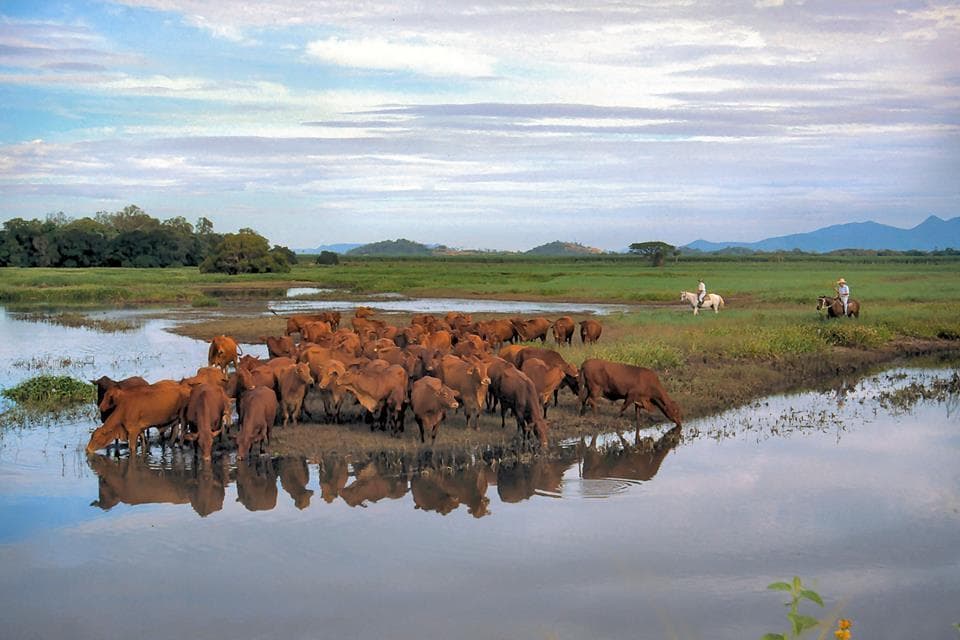 Cattle herd wading through wetlands at Mungalla pastoral flats