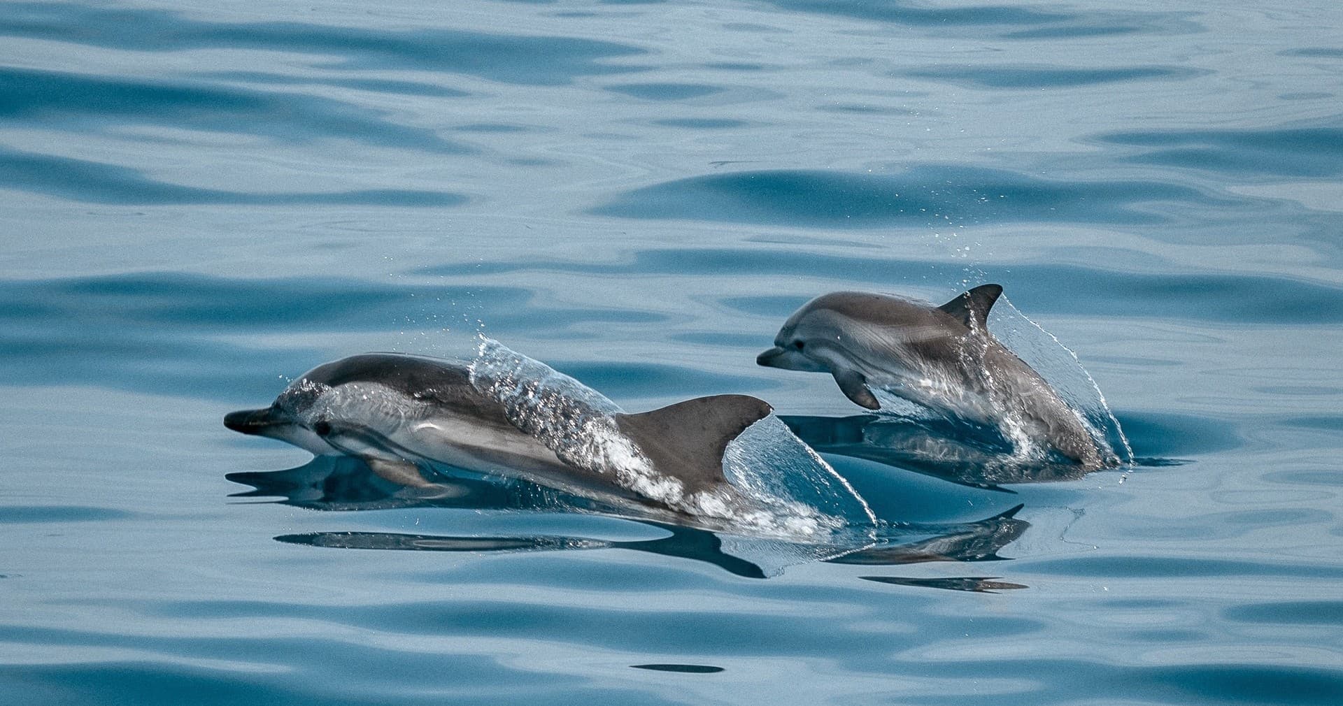 Dolphin & Wildlife Tour with Sol Vibes in Englewood, FL