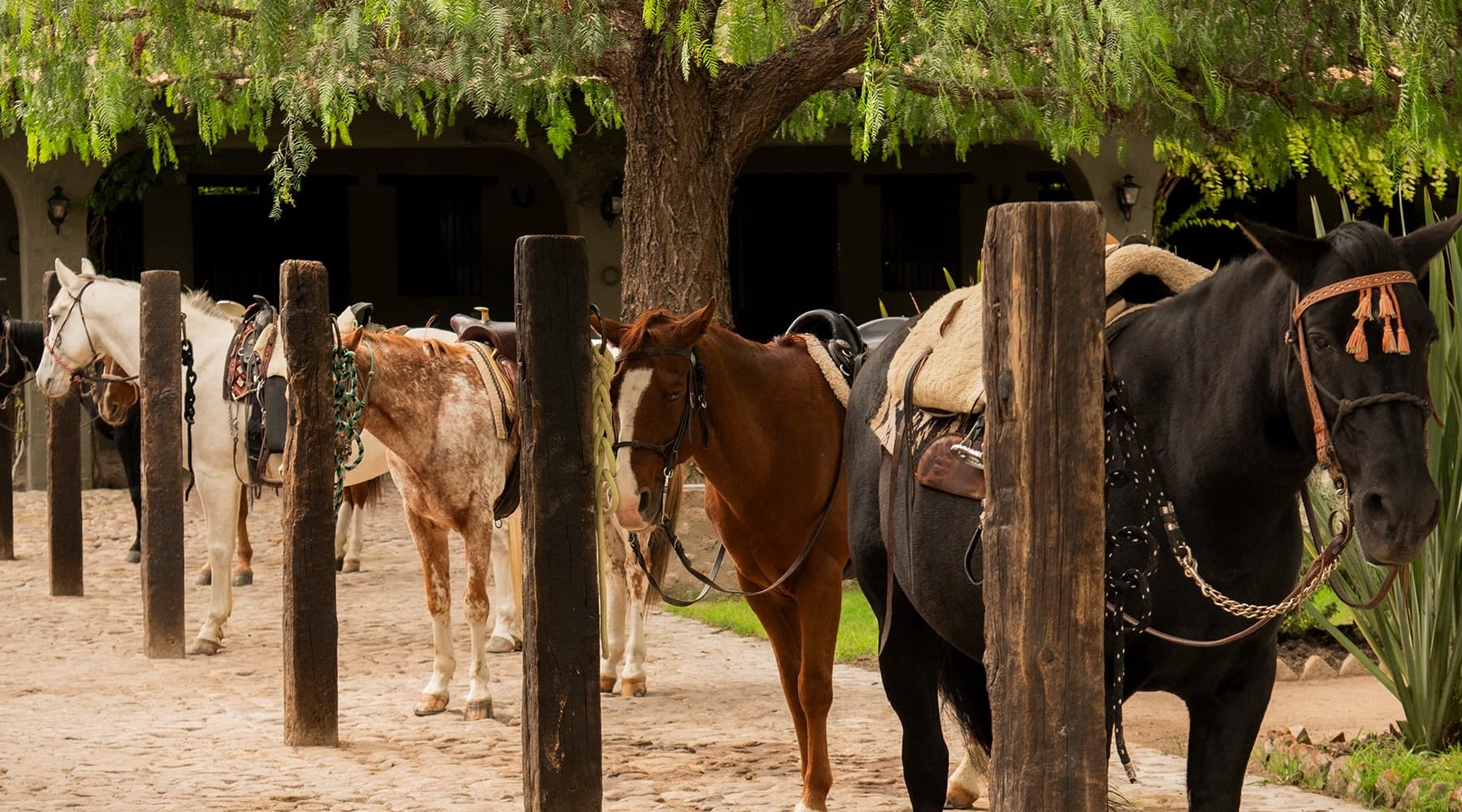 Sunset Horseback Ride in Marroquín de Abajo Guanajuato Hilltop Views photo 4