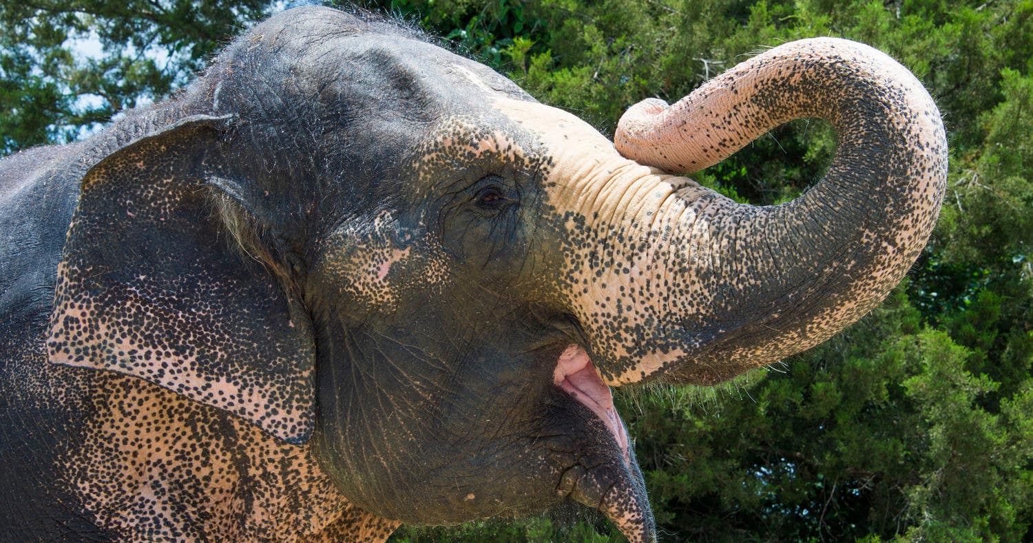 Close up elephant raising trunk in shaded forest clearing