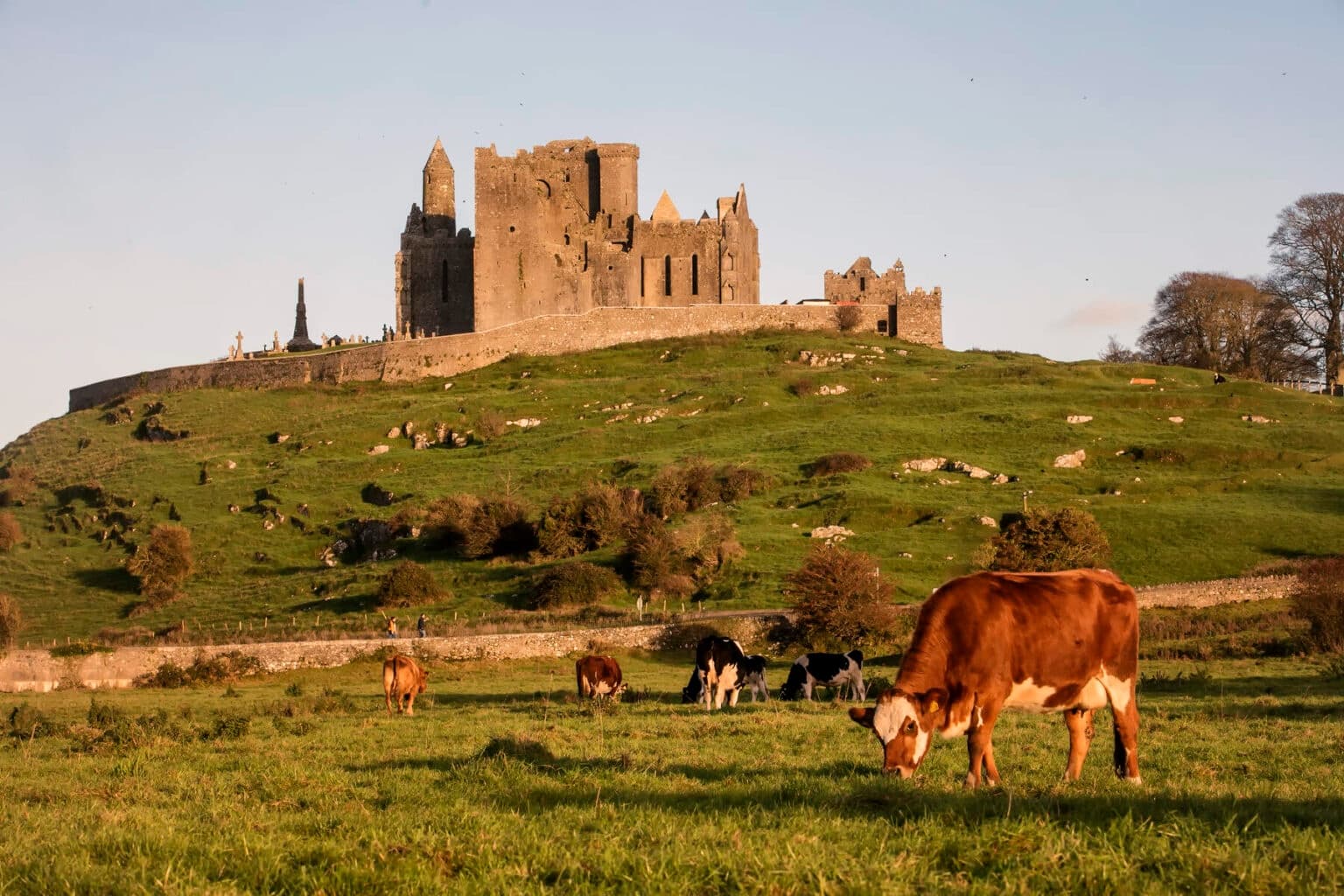 Hilltop medieval castle with grazing cows on rolling green farmland