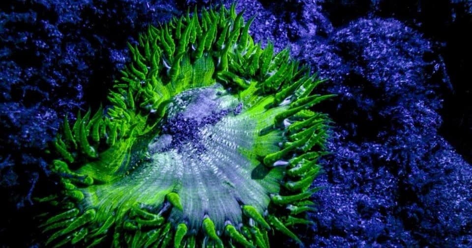 Glow Night Diving Tour in Rincón, Puerto Rico