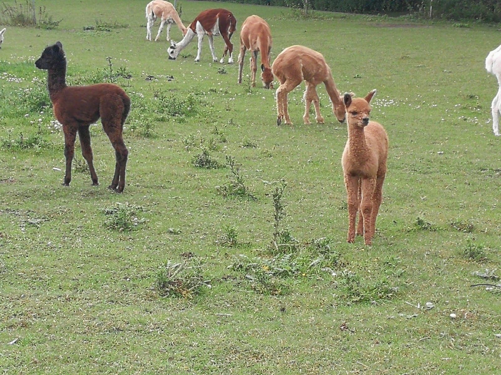 Wildlife & Land Adventures at Alpaka-Intensiv Featuring Alpacas