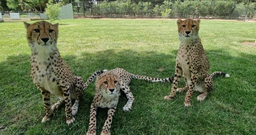 Wildlife Encounter at Canberra’s National Zoo & Aquarium
