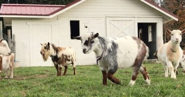 Farm Tour at Faithful Hands' Farm by Customized Tours in Graham