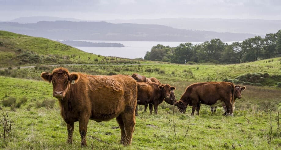 Highland cattle grazing on grassy hillside by loch, scenic farm