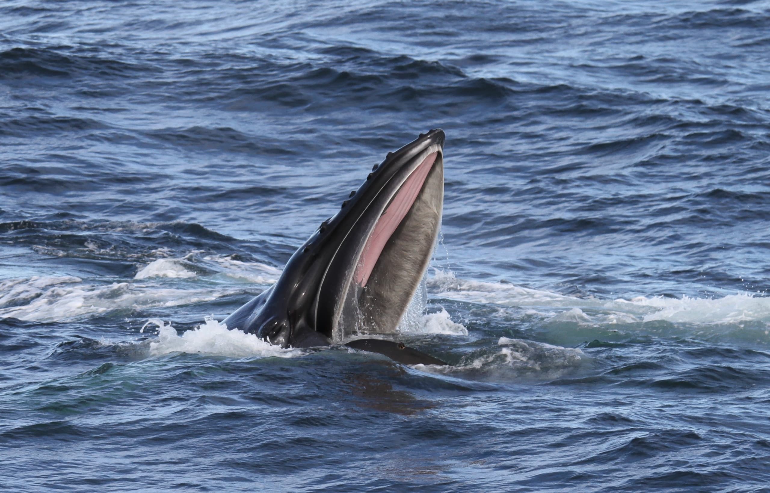 Cashes Ledge Whale & Seabird Cruise in Bar Harbor, Maine