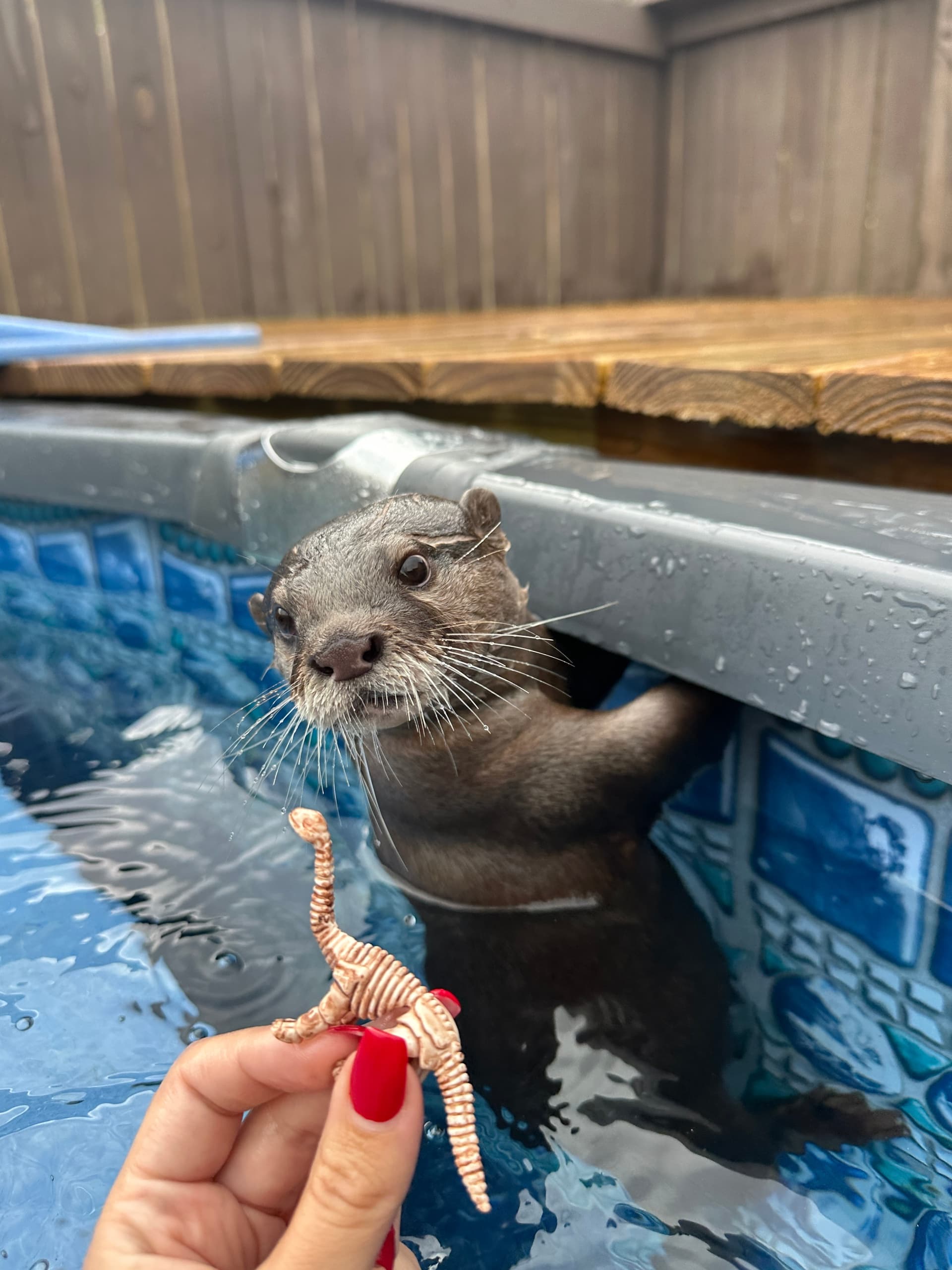 Wildlife & Otters Adventure at Magnolia Wilds
