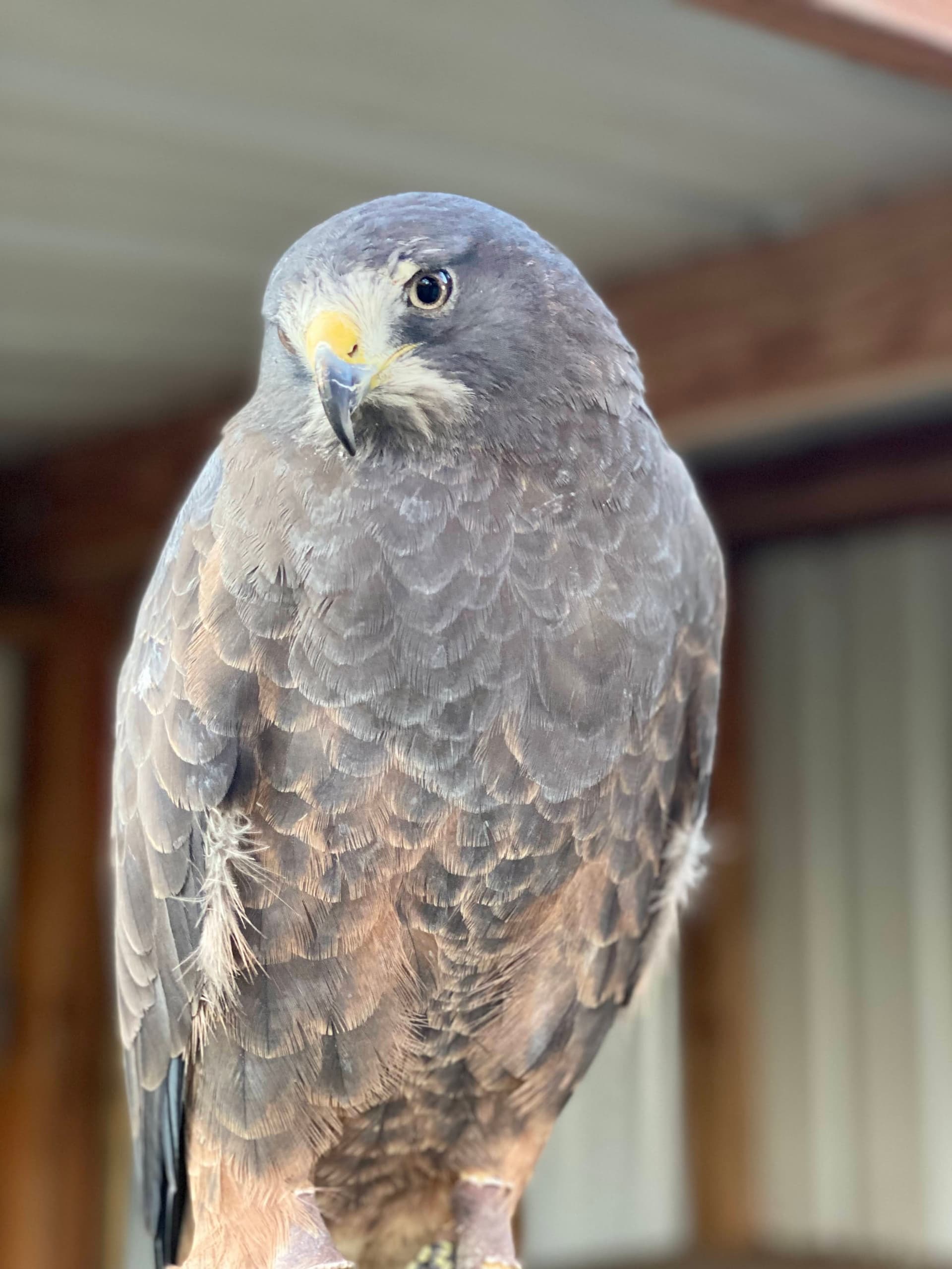 Wildlife Education at Chintimini Wildlife Center