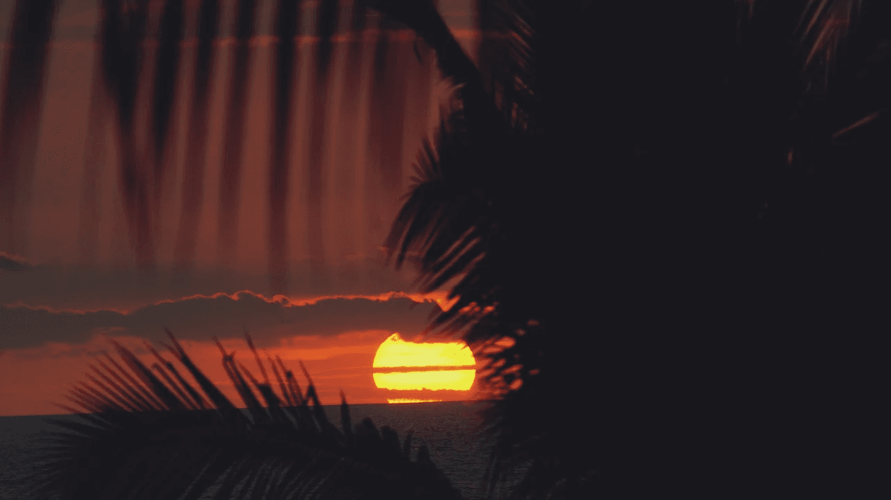 Tropical sunset with palm silhouettes framing ocean horizon view