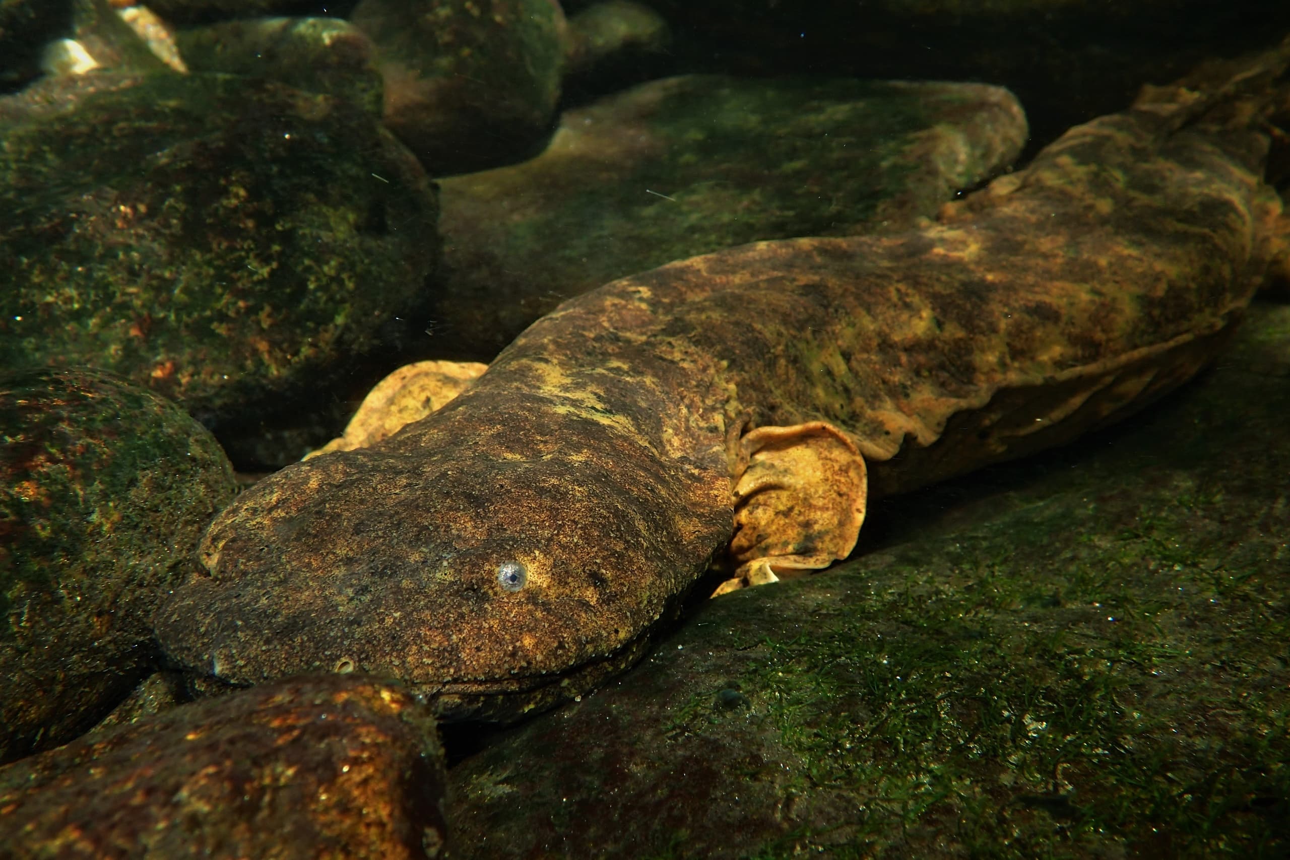 Giant hellbender salamander resting under rocks in clear stream