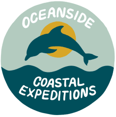 Zodiac Shark Expedition Off Oceanside: Close Shark, Whale & Dolphin Viewing photo 1