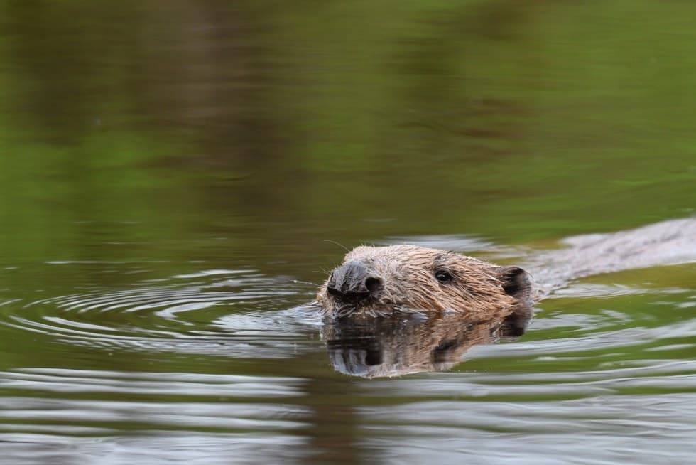 Beaver swimming in calm river habitat during wildlife tour