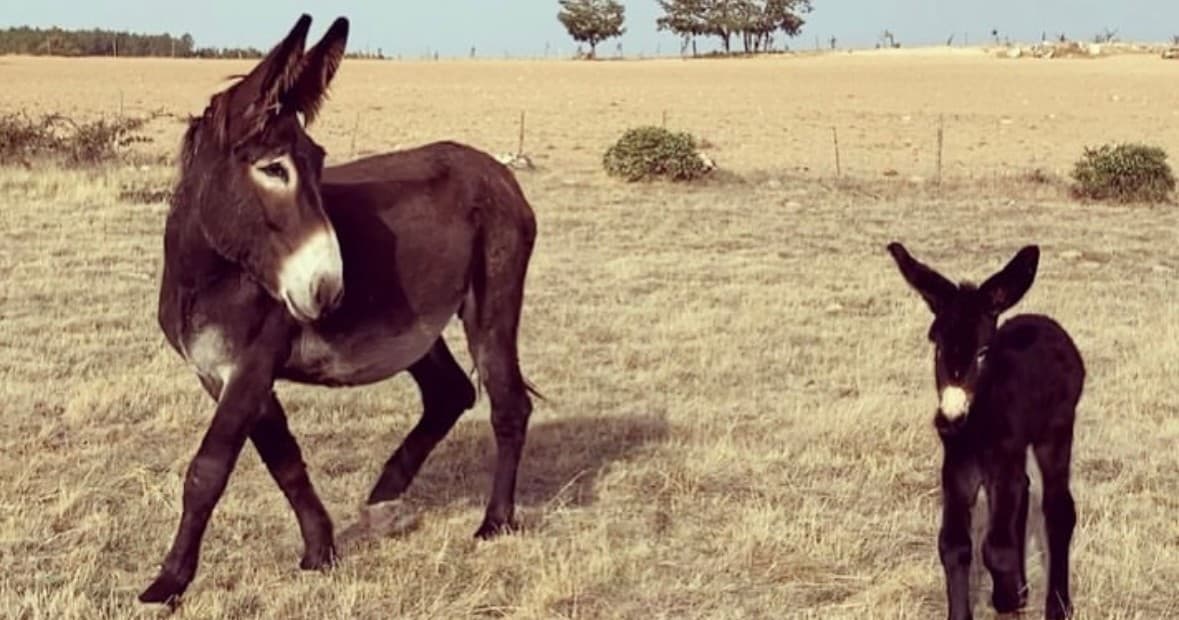 Miranda Donkey Farm Experience | Guided Tour in Figueira de Castelo Rodrigo | Food Tour, Attraction, Farm, Eco Tour