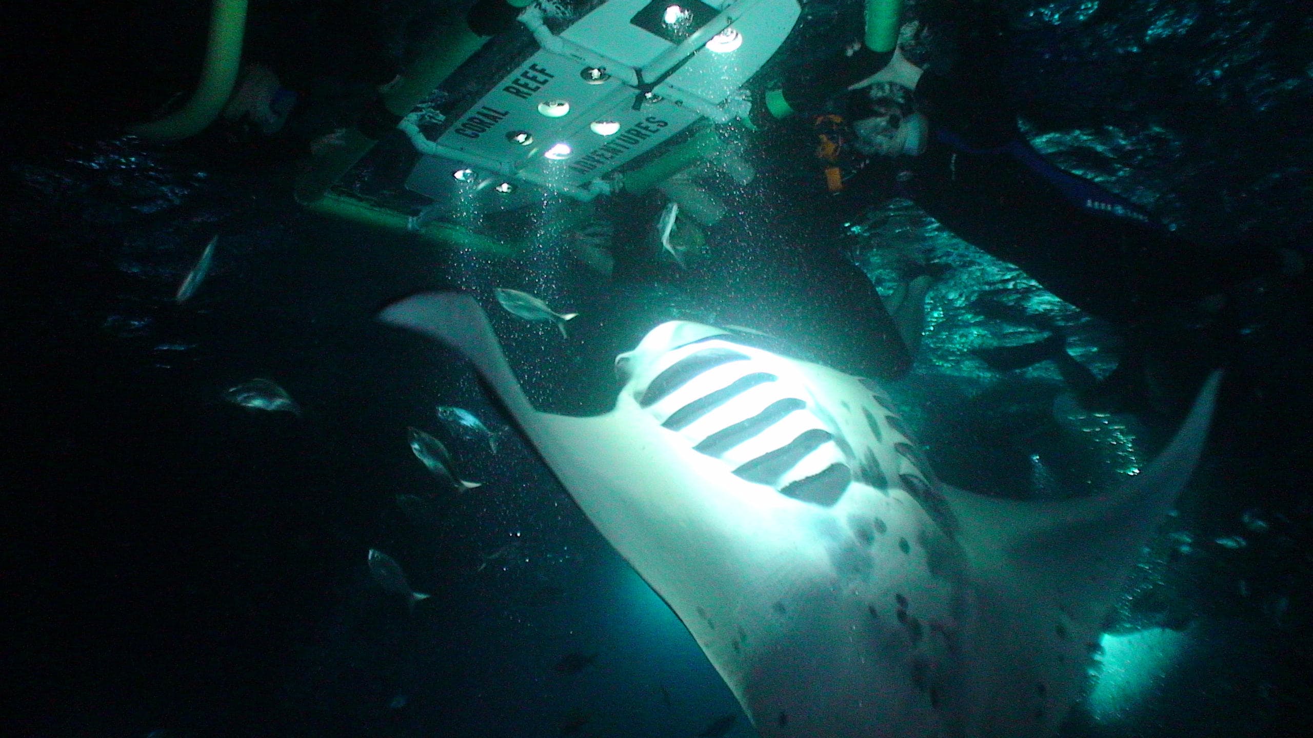 Manta Ray Night Snorkel in Kailua-Kona, Hawaii