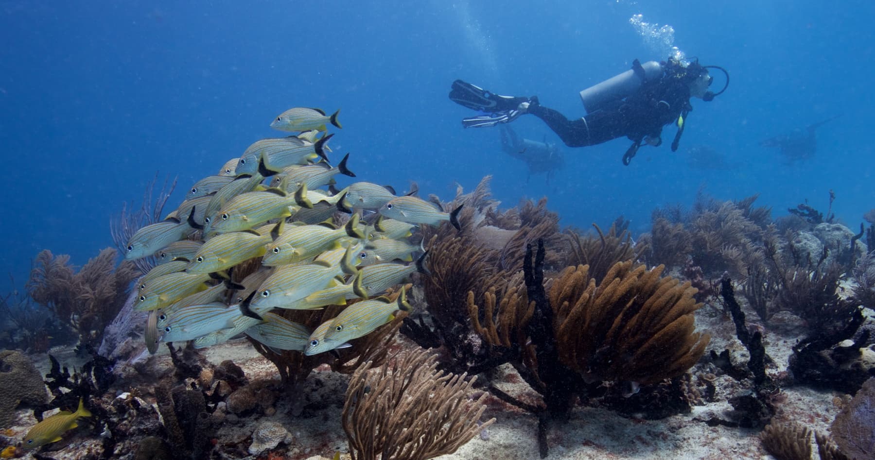 Two-Tank Reef Adventures: Ocean Dive Playa del Carmen on the Mesoamerican Reef
