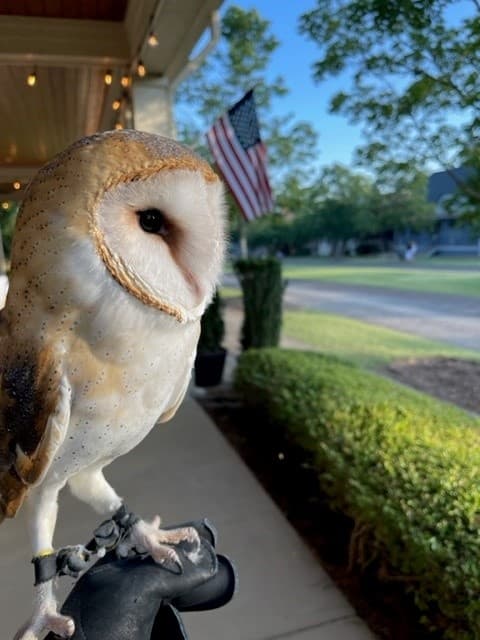 Birds of Prey Presentation at Barnsley Resort, Georgia