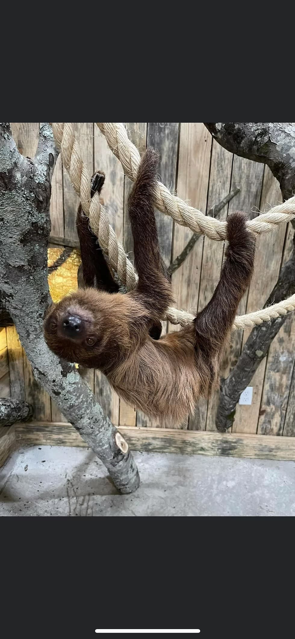 Sloth Encounters in Brilliant, Alabama: 15 and 30-Min Sessions