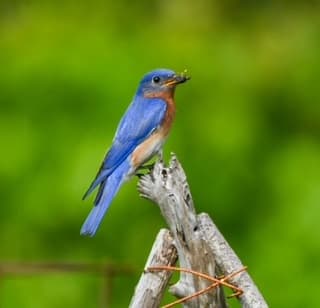 Birding Beaufort fleet