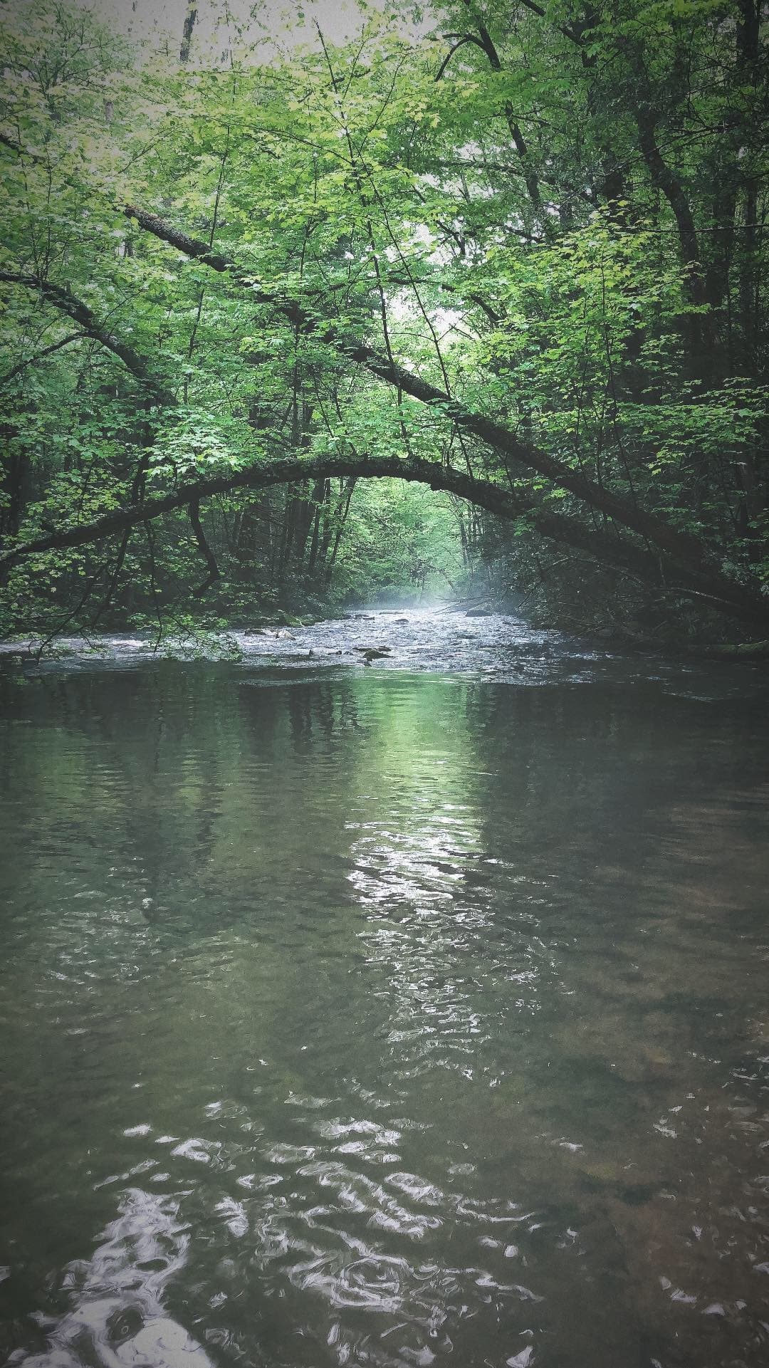 Headwater Fly Fishing in the Southern Appalachians