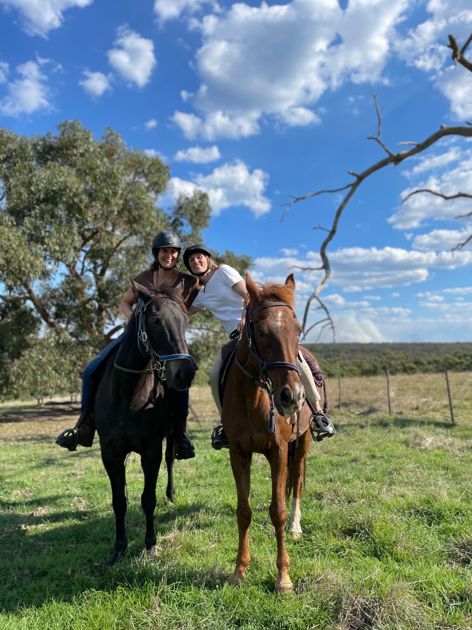 Sunset Trail Ride through Great Otway National Park: Horseback Adventures near Bellbrae
