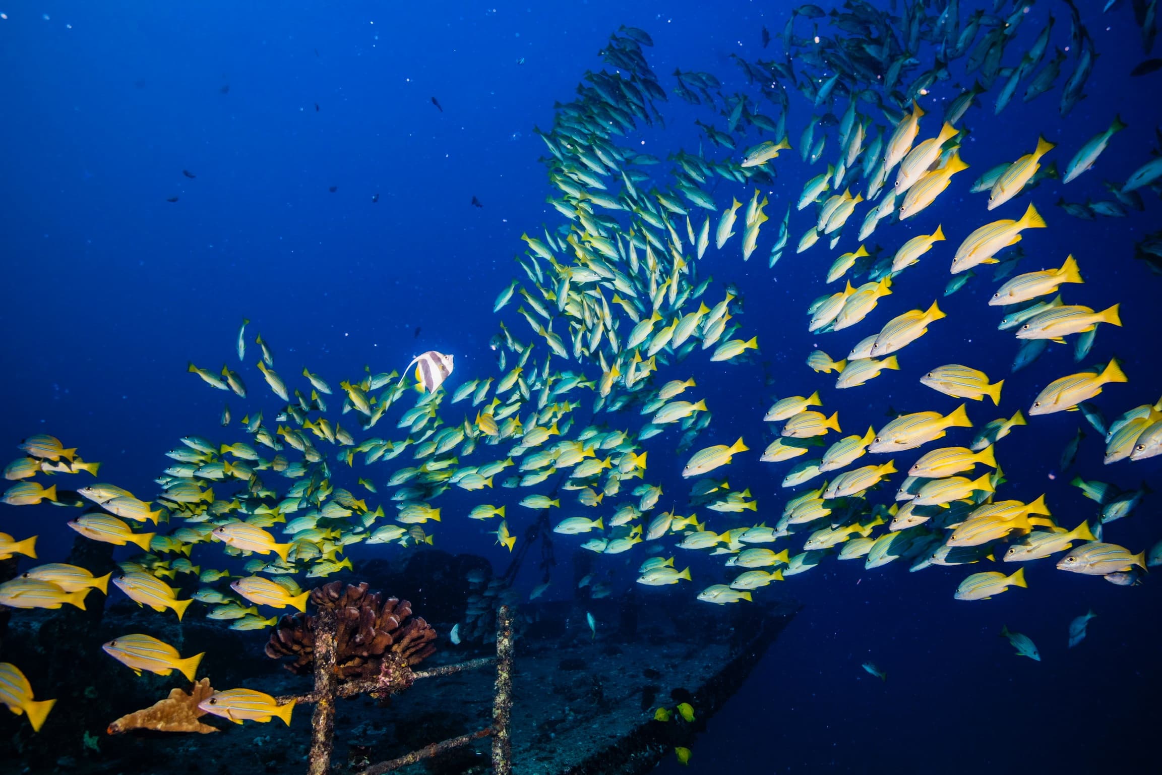Waikiki Dive Center team