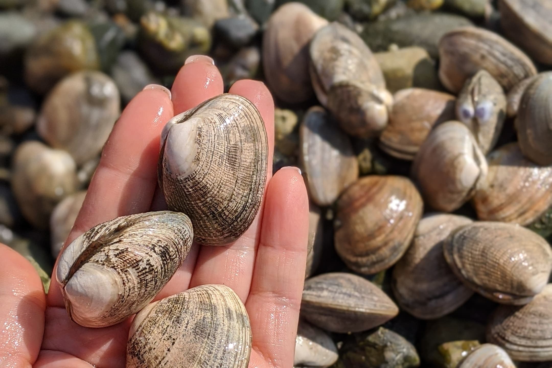 Oyster & Clam ShinDIG: Hands-On Shellfish Harvesting Near Redmond, WA photo 4