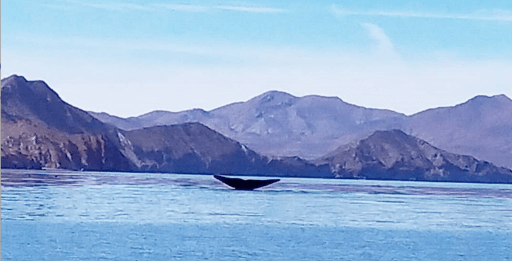 Blue Whale Watching with Guaycura Adventures in Loreto