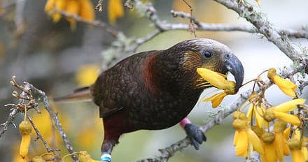 Forest parrot feeding on kowhai blossoms in native bush