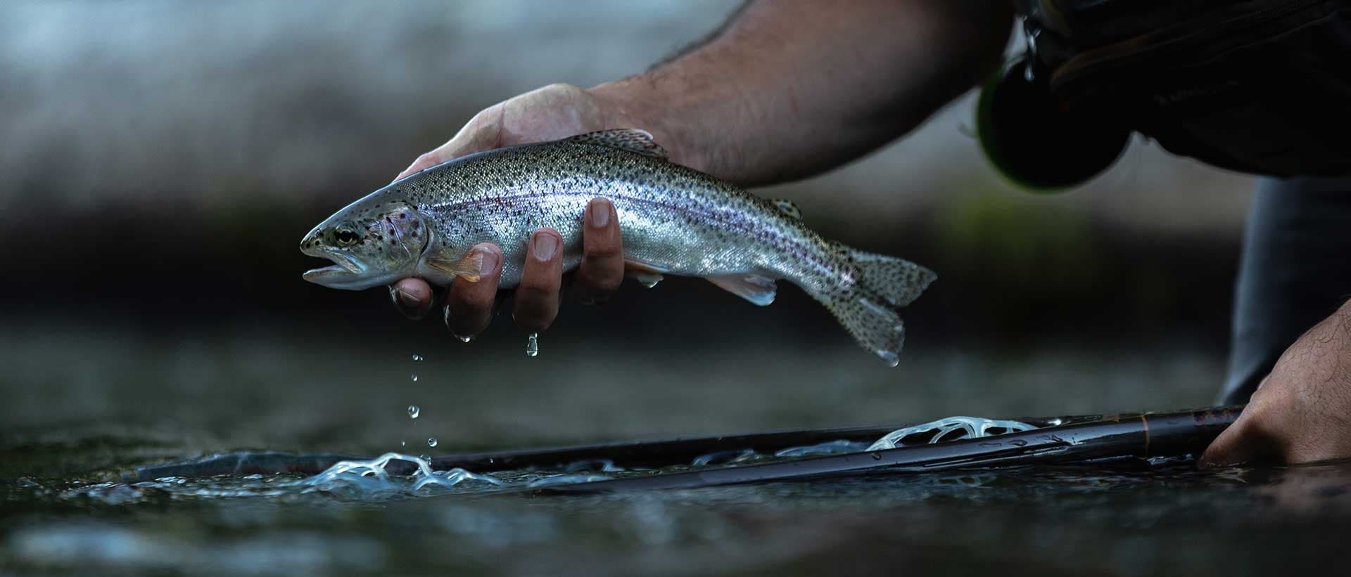 Close-up of trout held over river water with droplets falling