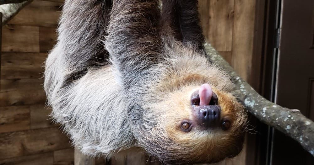 Exclusive Animal Encounters at Bee City Zoo, SC