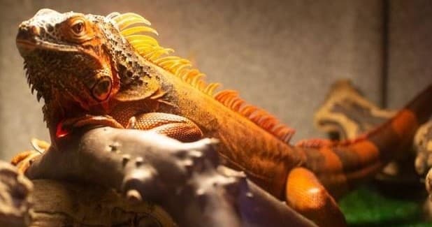Explore Reptile Wonders in Bonsall, California