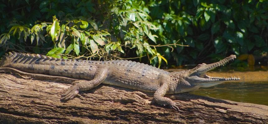 Freshwater crocodile sunning on log beside Kuranda riverbank